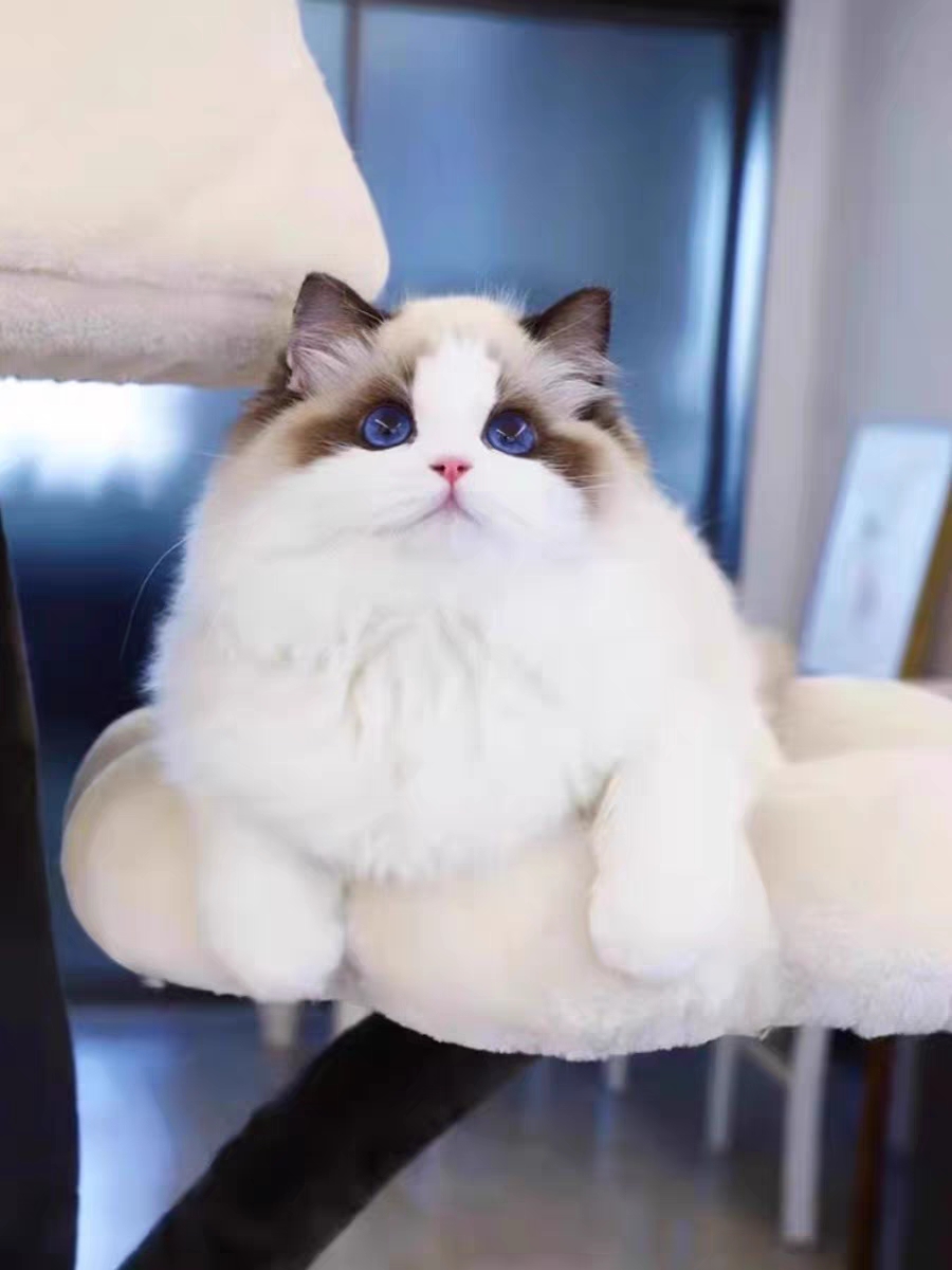 猫舍直销,批发价出售,布偶猫